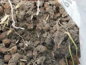 Ginger Rhyzoms/Seeds