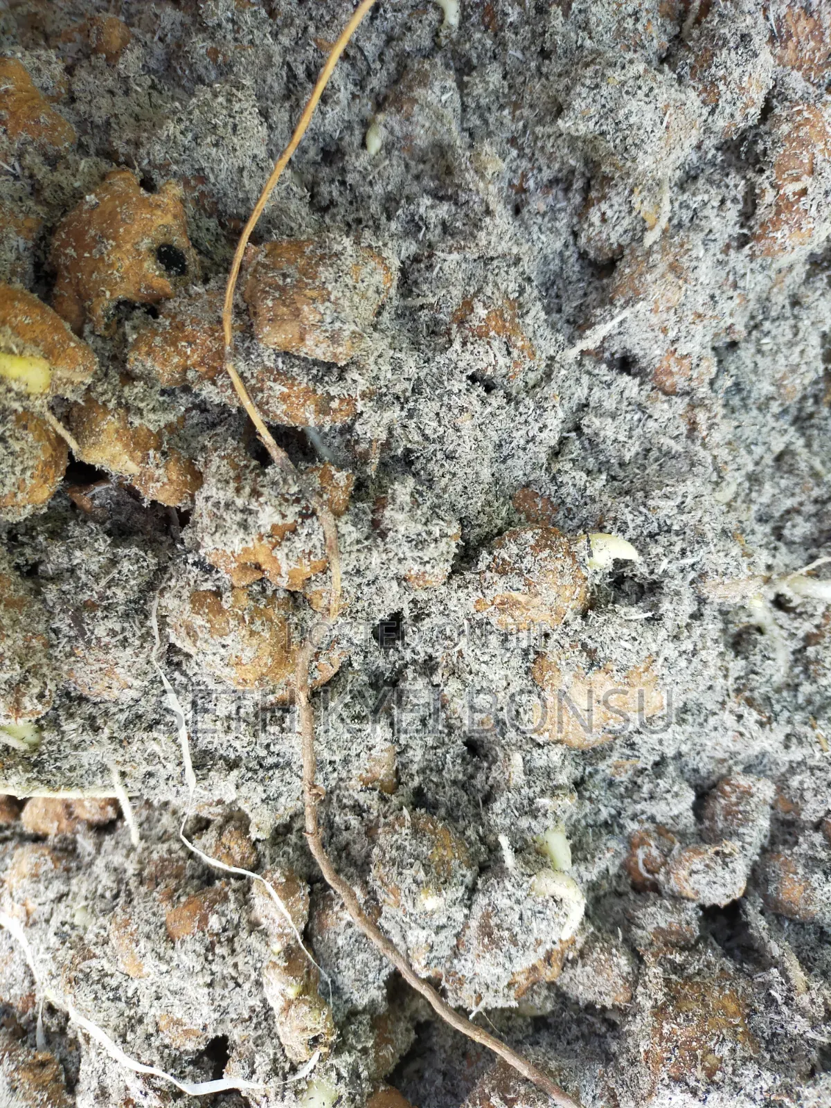 Ginger Rhyzoms/Seeds