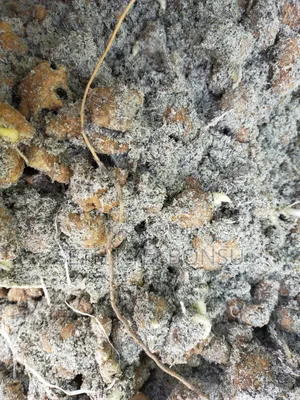 Ginger Rhyzoms/Seeds