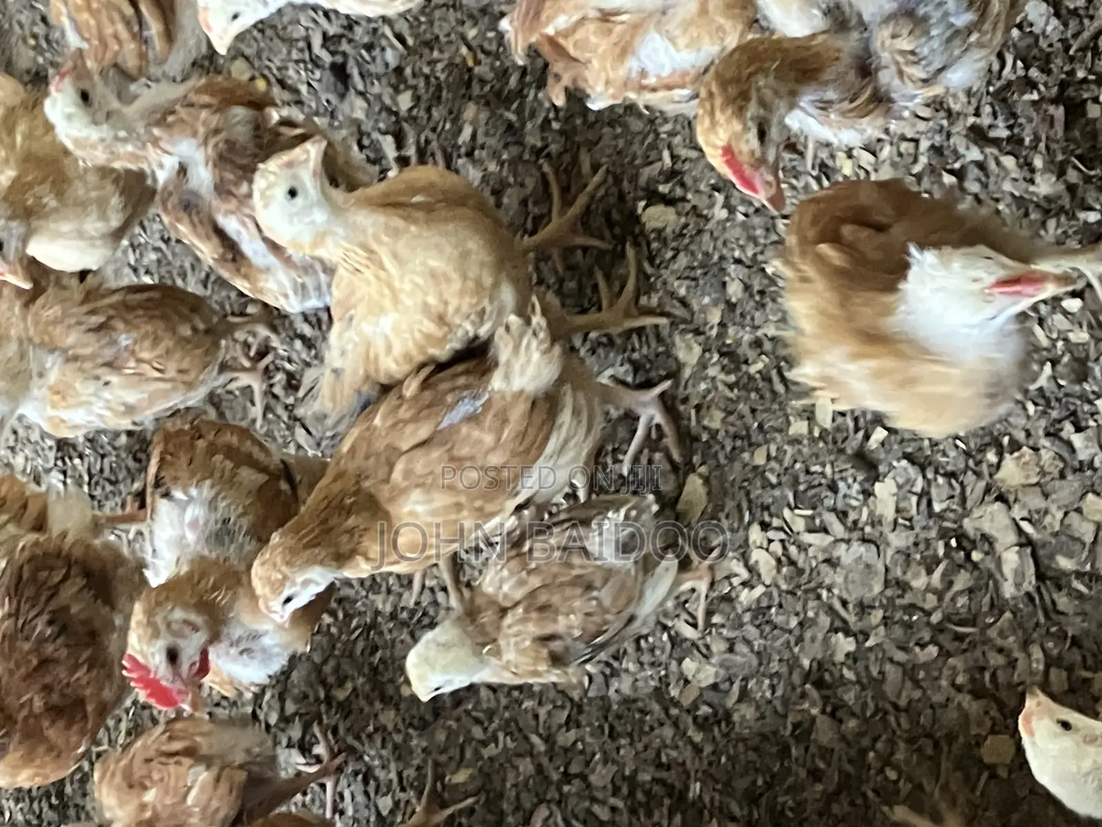 Sasso Poultry