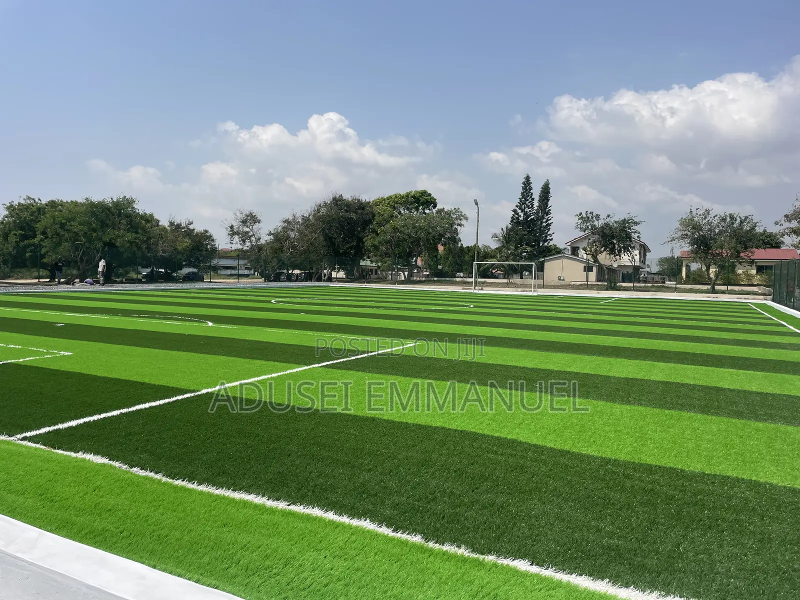 Turf Grass