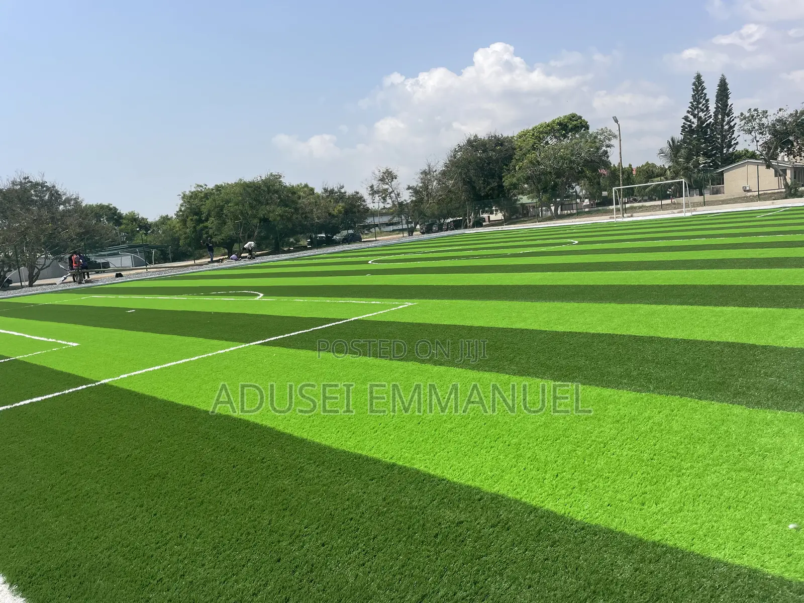 Turf Grass