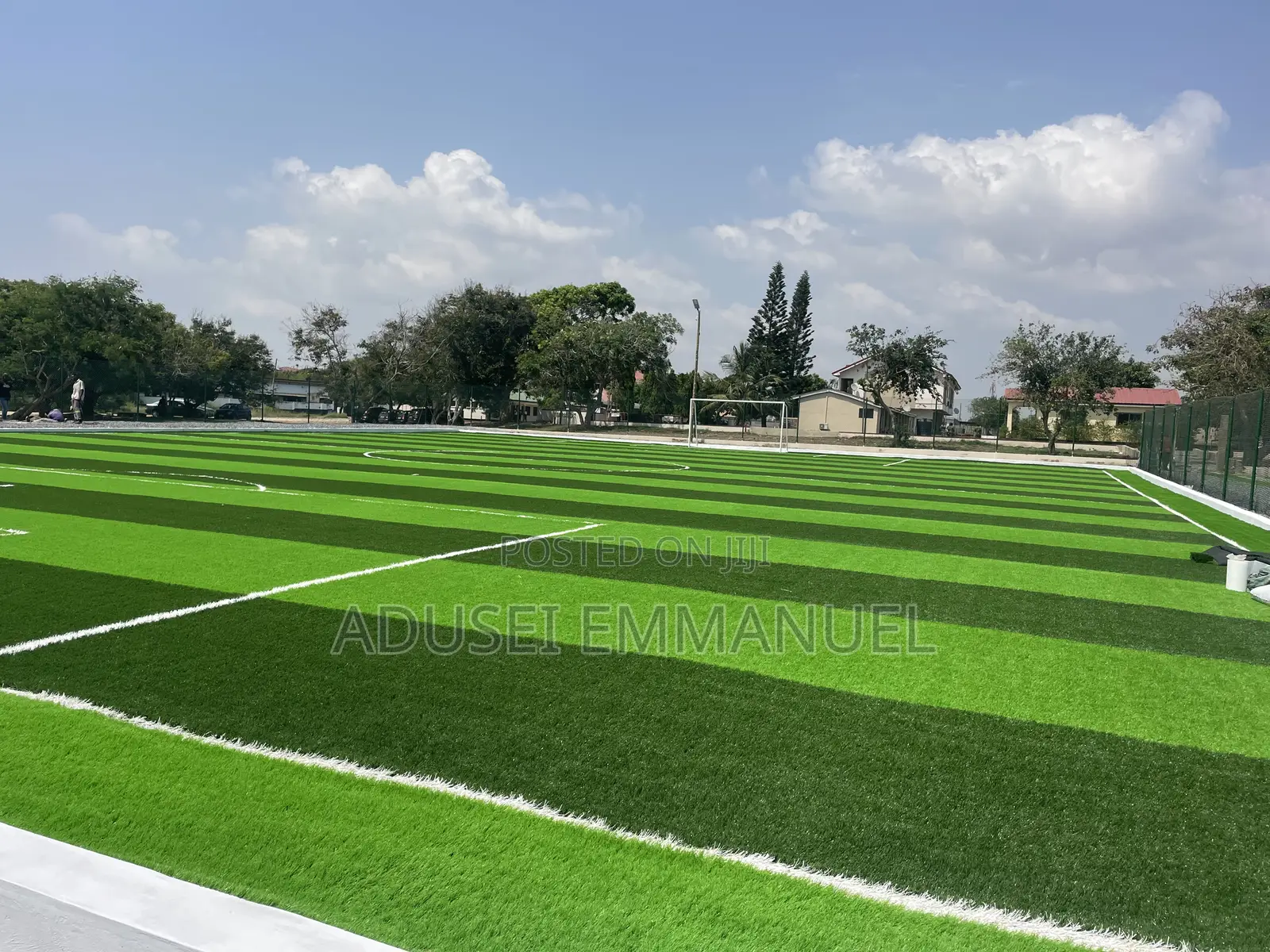 Turf Grass