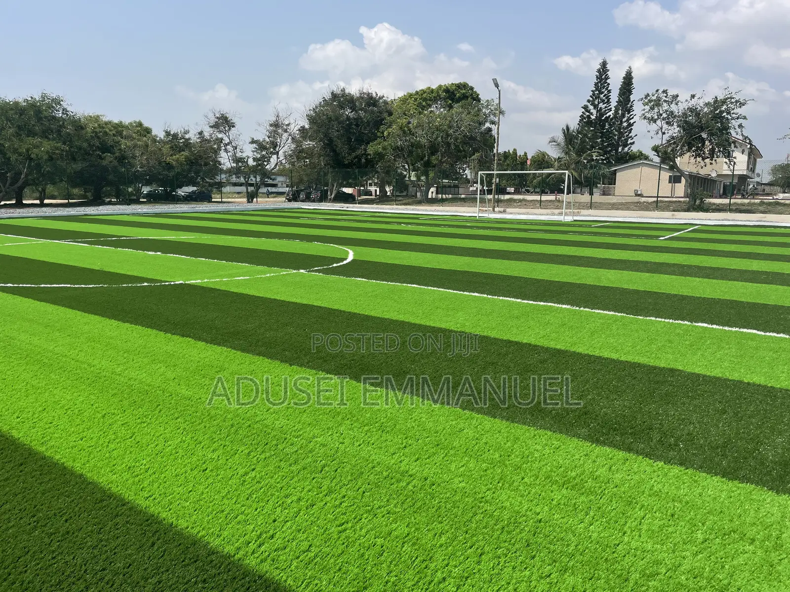 Turf Grass