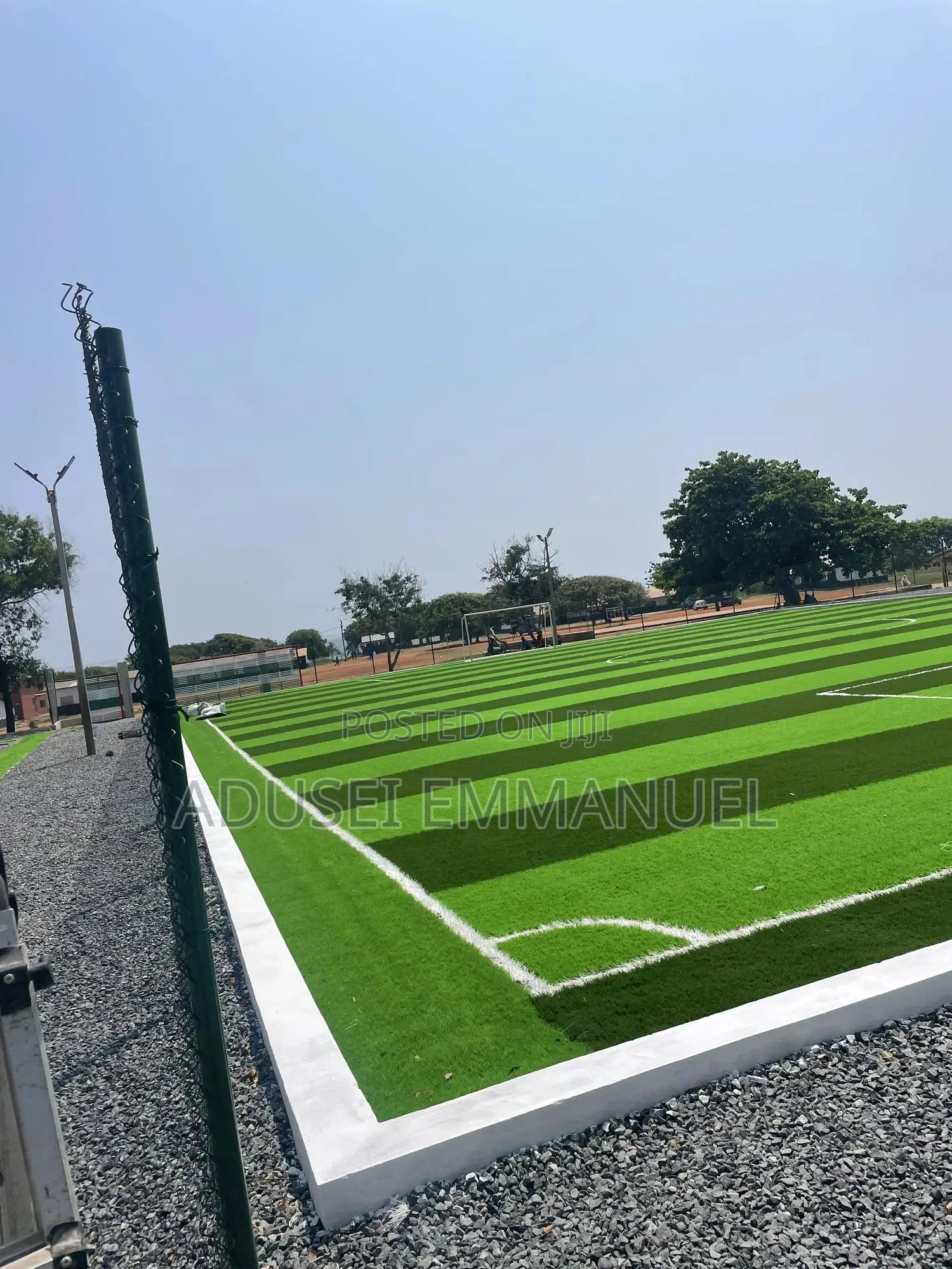 Turf Grass