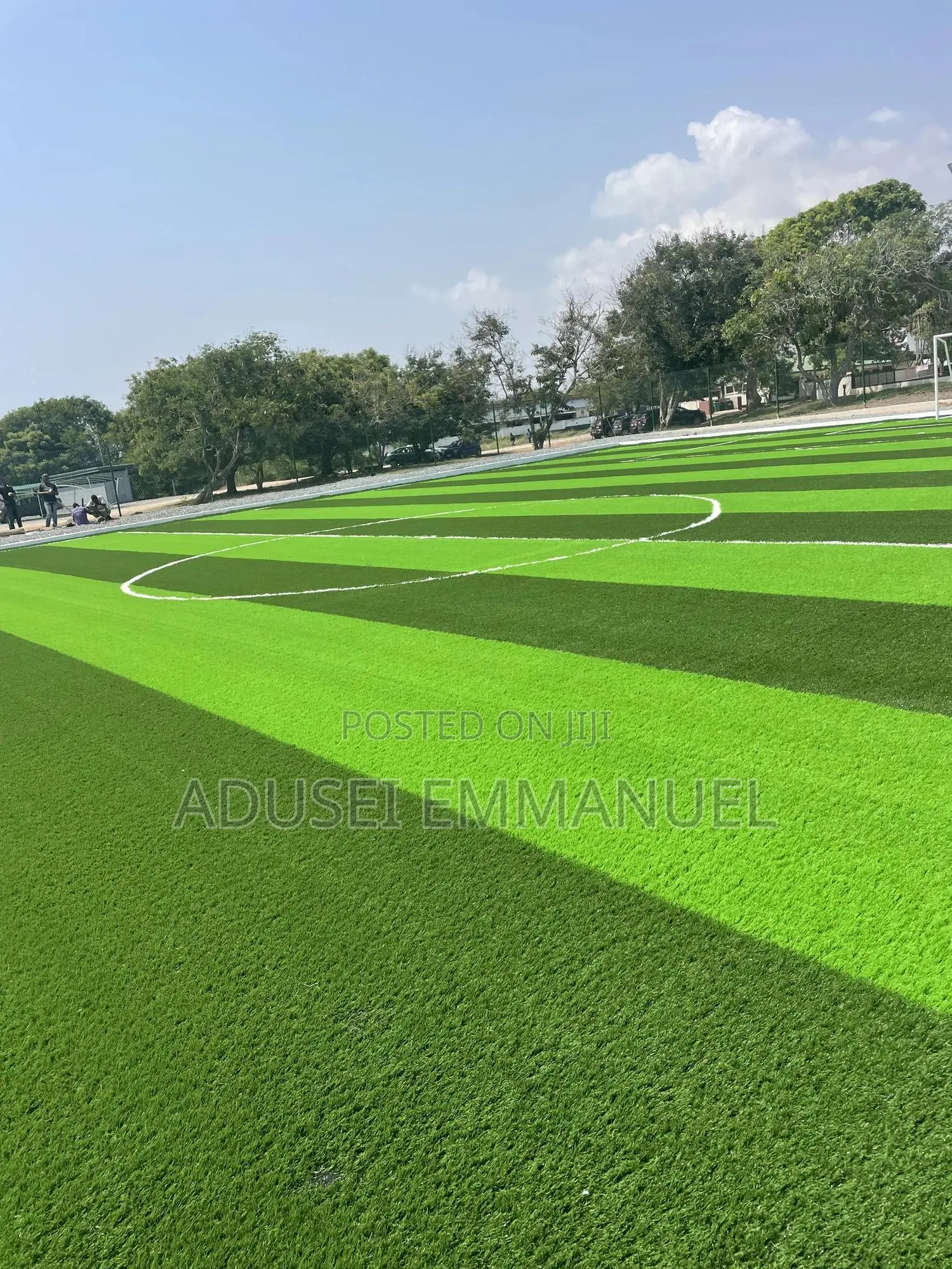 Turf Grass
