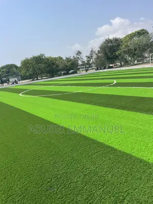 Turf Grass