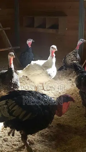 Quality Turkeys Available at Budget-Friendly Prices