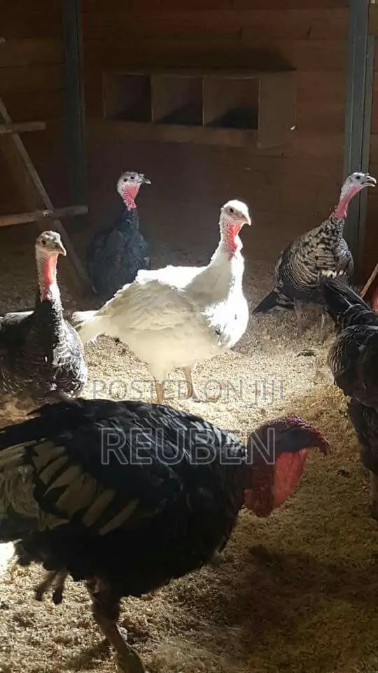 Quality Turkeys Available at Budget-Friendly Prices