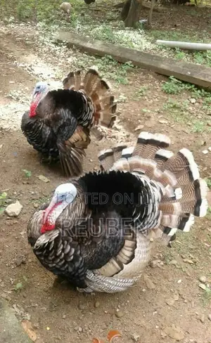 Quality Turkeys Available at Budget-Friendly Prices