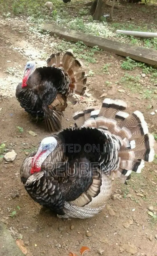 Quality Turkeys Available at Budget-Friendly Prices
