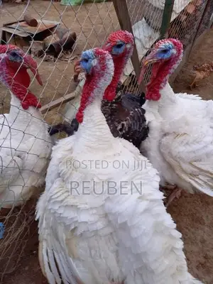 Quality Turkeys Available at Budget-Friendly Prices