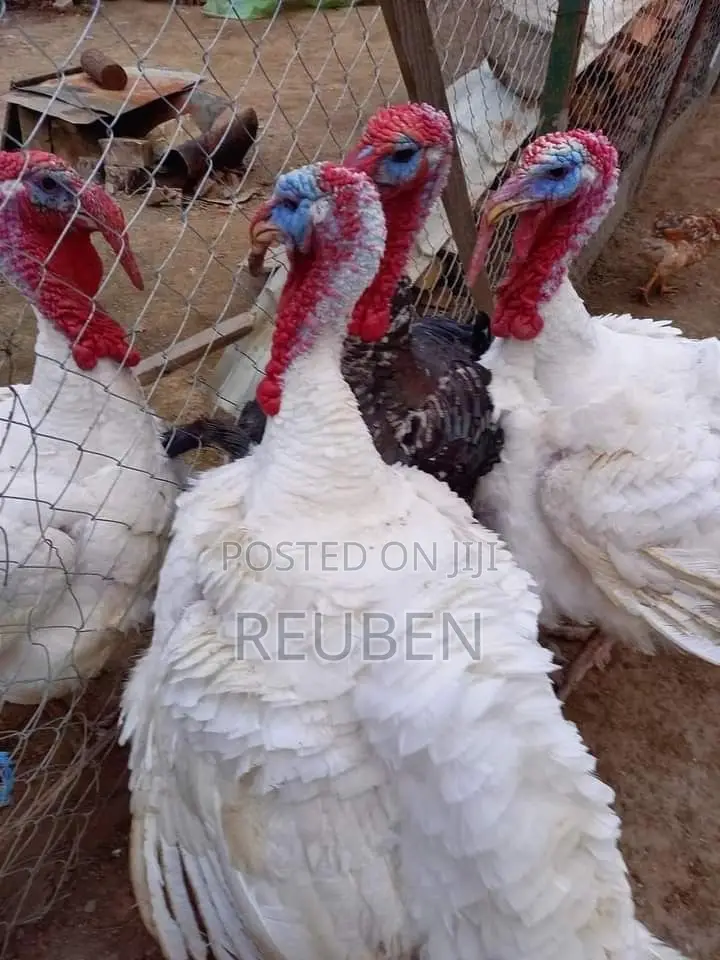 Quality Turkeys Available at Budget-Friendly Prices