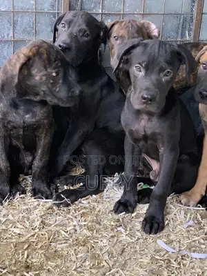3-6 months Female Purebred Boerboel