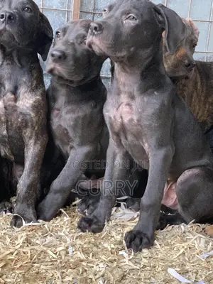 3-6 months Female Purebred Boerboel