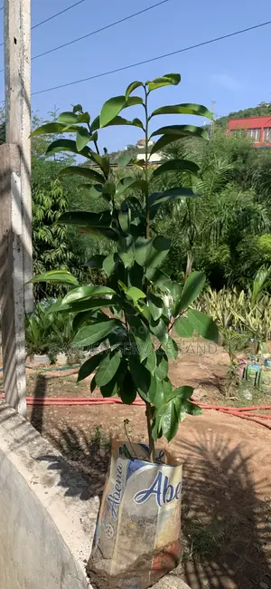 Soursop For Sale