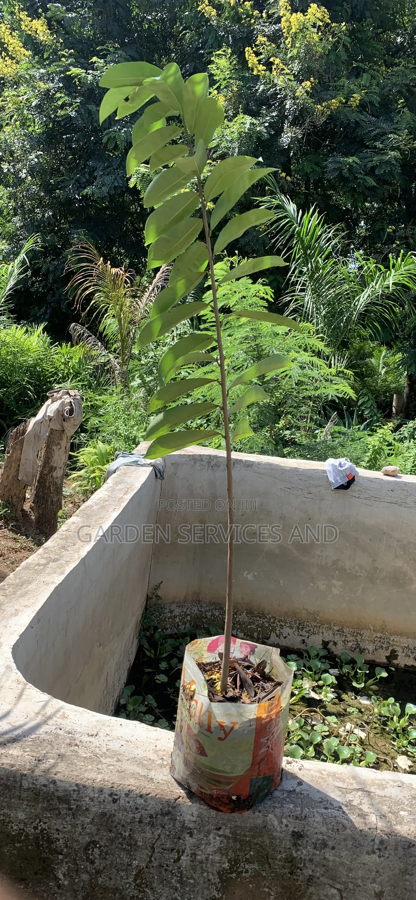 Soursop For Sale