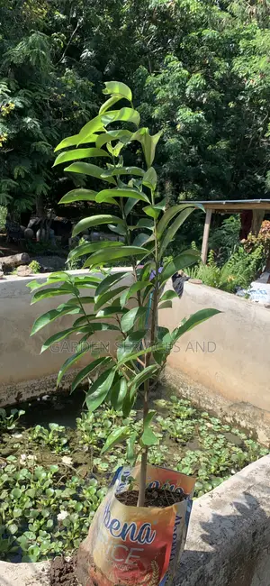 Soursop For Sale