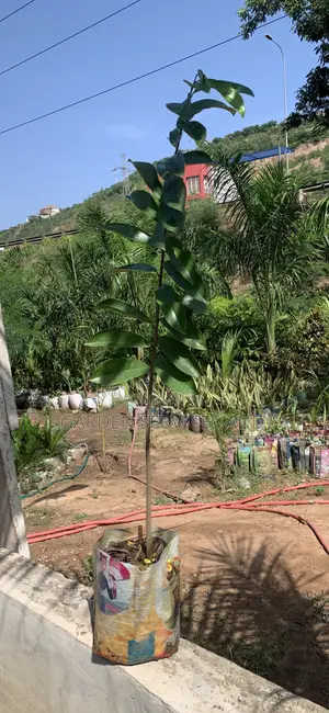 Soursop For Sale