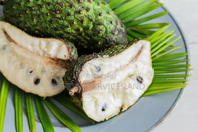 Soursop For Sale