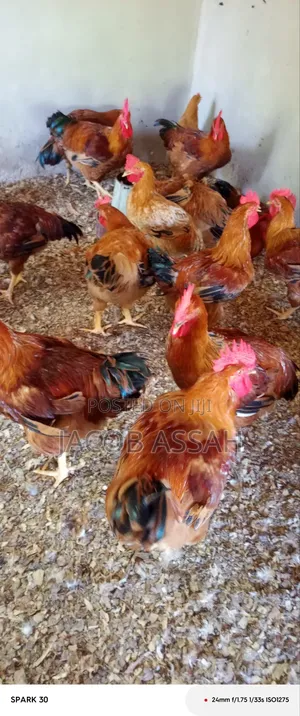 Sasso Birds for Sale