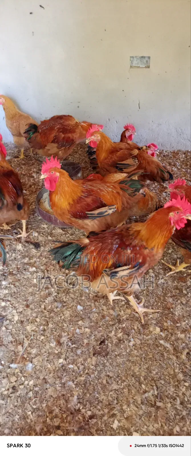 Sasso Birds for Sale