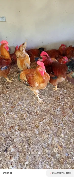 Sasso Birds for Sale