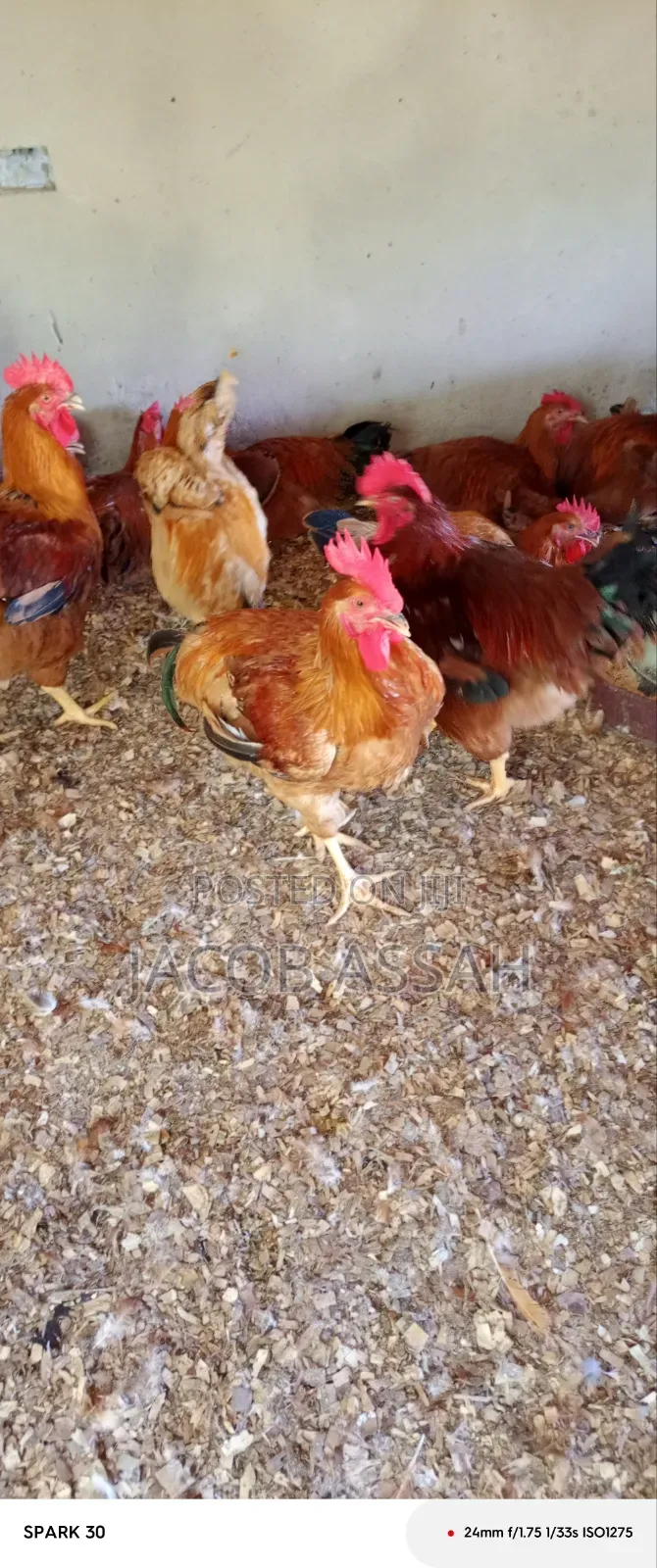 Sasso Birds for Sale
