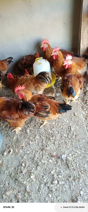 Sasso Birds for Sale