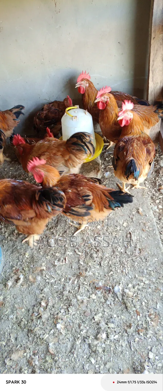 Sasso Birds for Sale