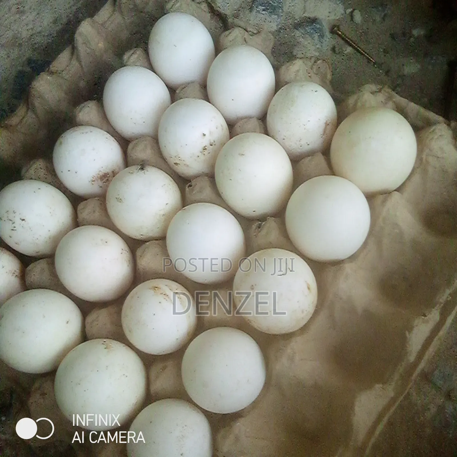 Perkin Duck Eggs