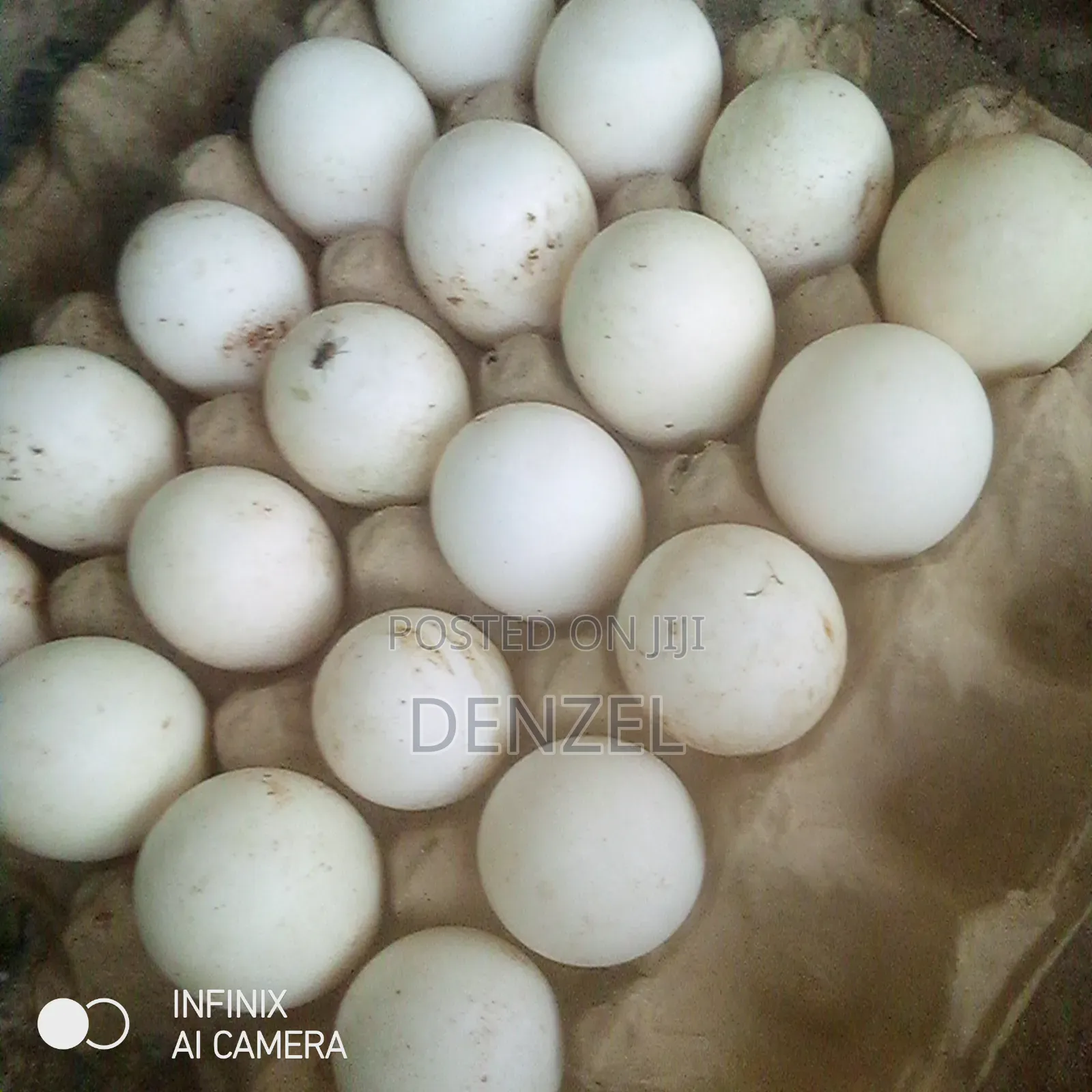 Perkin Duck Eggs