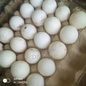 Perkin Duck Eggs