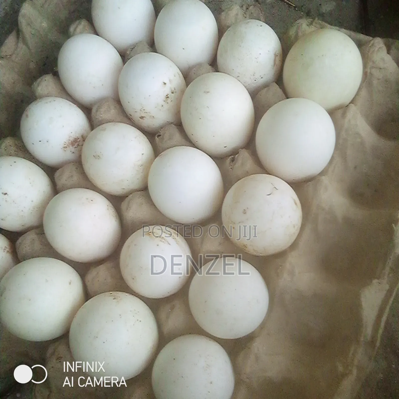 Perkin Duck Eggs
