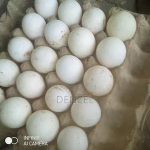 Perkin Duck Eggs