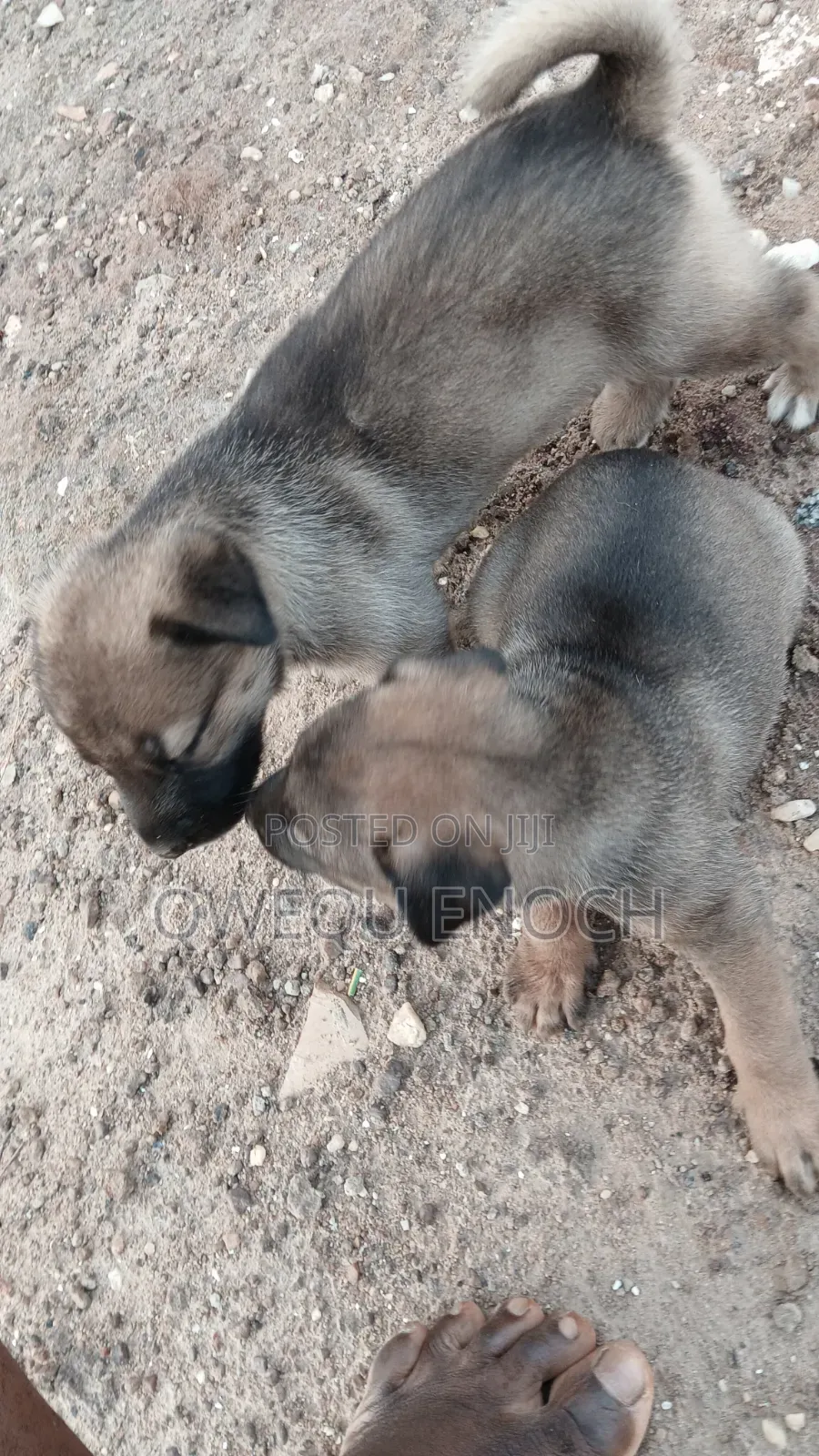 1-3 months Male Mixed Breed Boerboel
