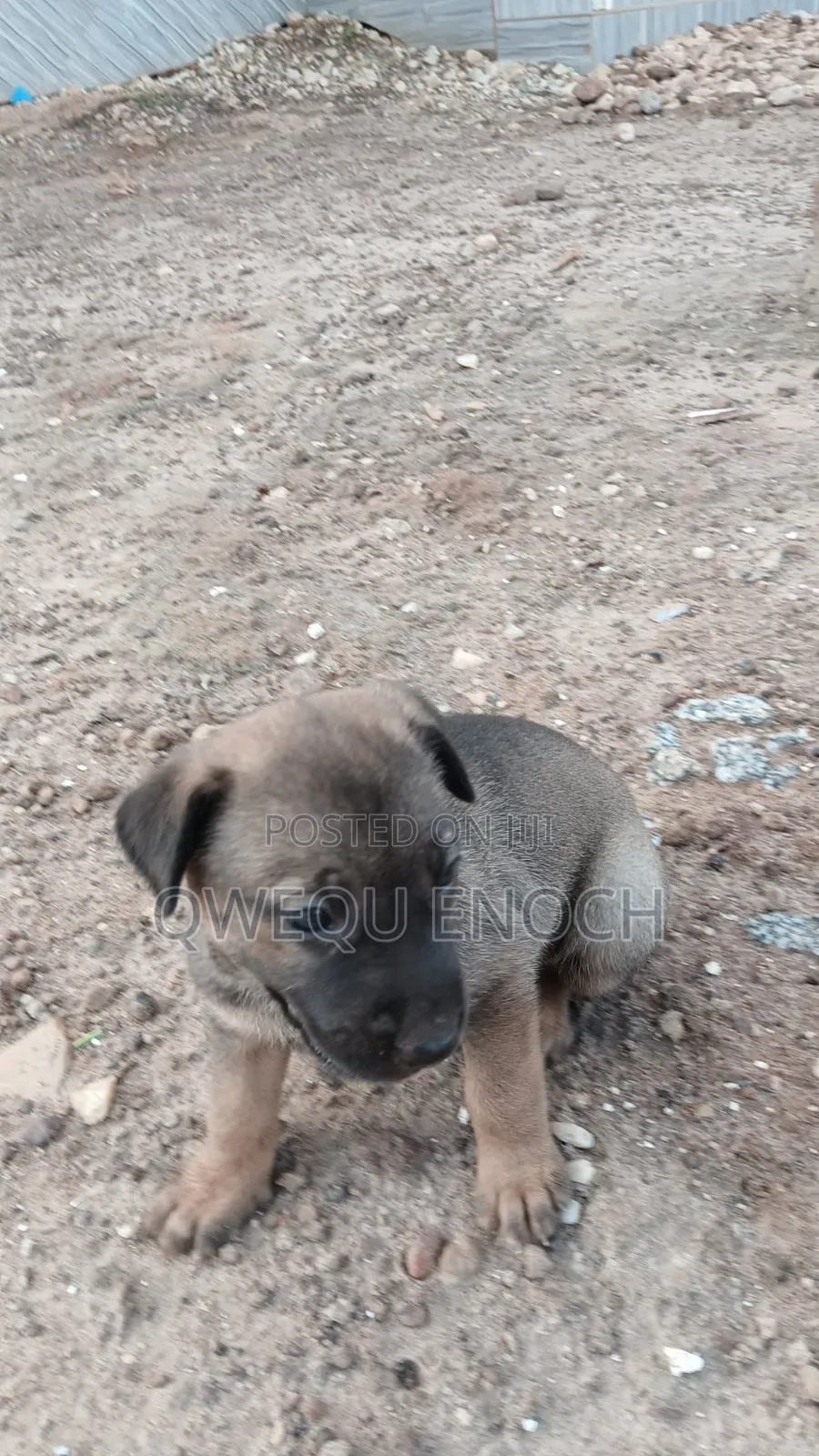 1-3 months Male Mixed Breed Boerboel