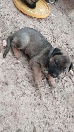 1-3 months Male Mixed Breed Boerboel