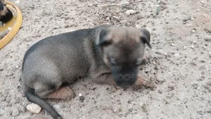 1-3 months Male Mixed Breed Boerboel