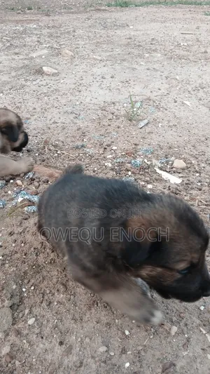 1-3 months Male Mixed Breed Boerboel