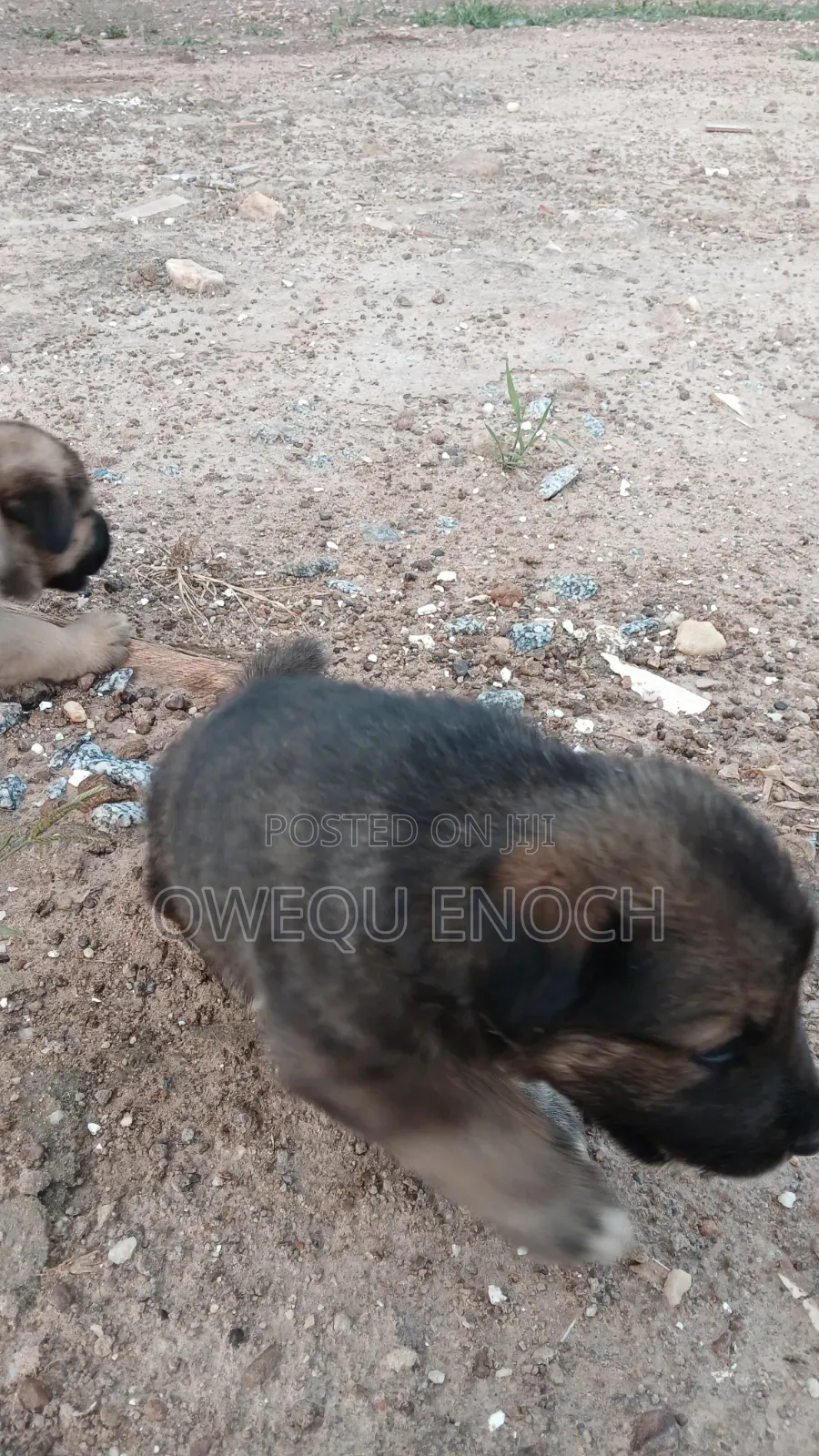 1-3 months Male Mixed Breed Boerboel