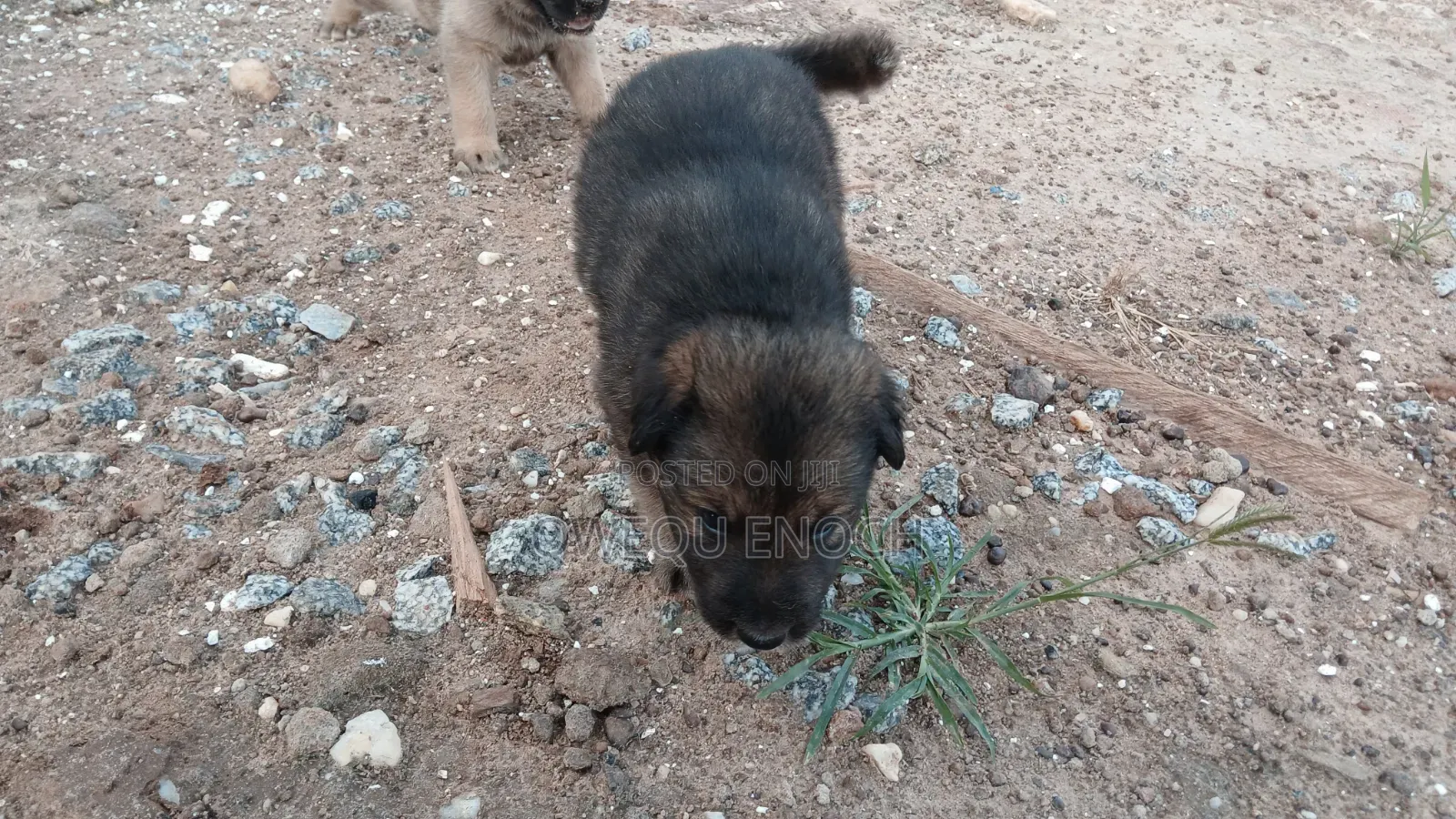 1-3 months Male Mixed Breed Boerboel