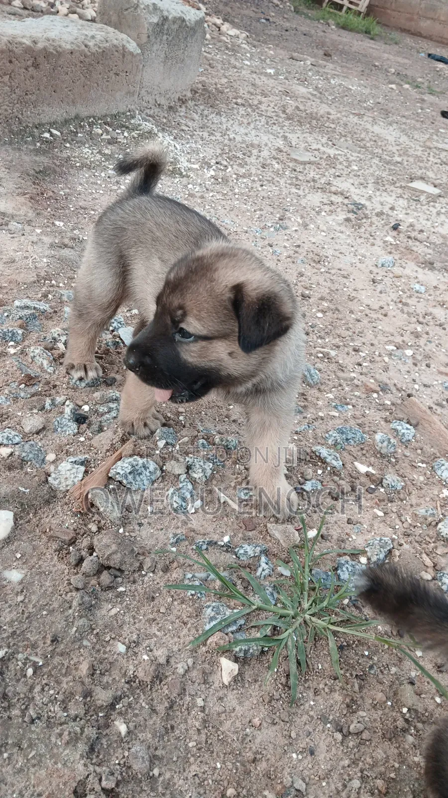 1-3 months Male Mixed Breed Boerboel