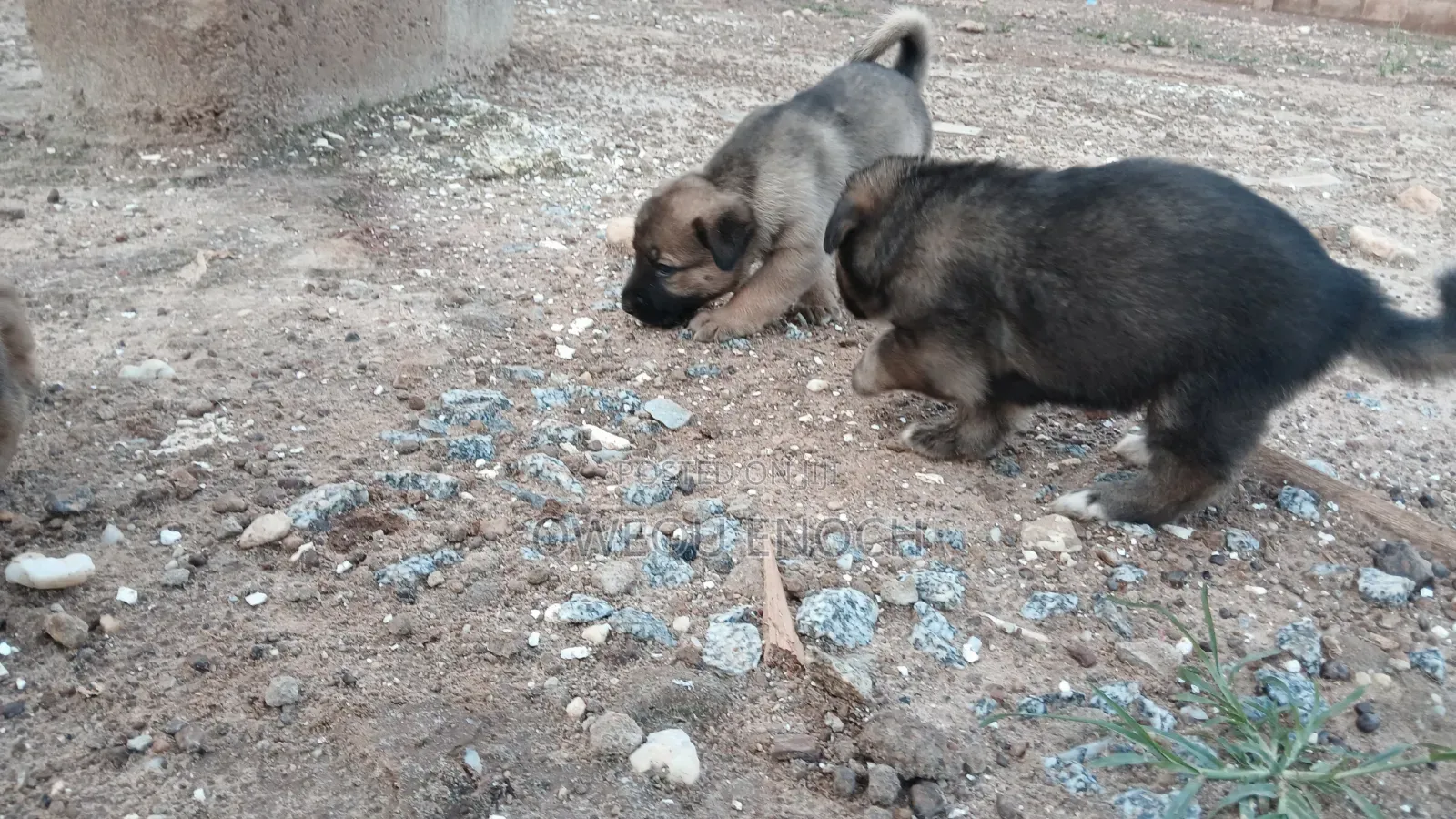 1-3 months Male Mixed Breed Boerboel