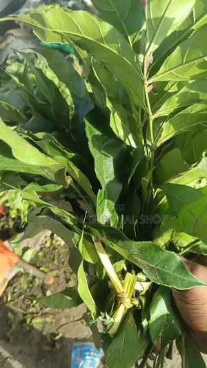 Susumasa Leaves