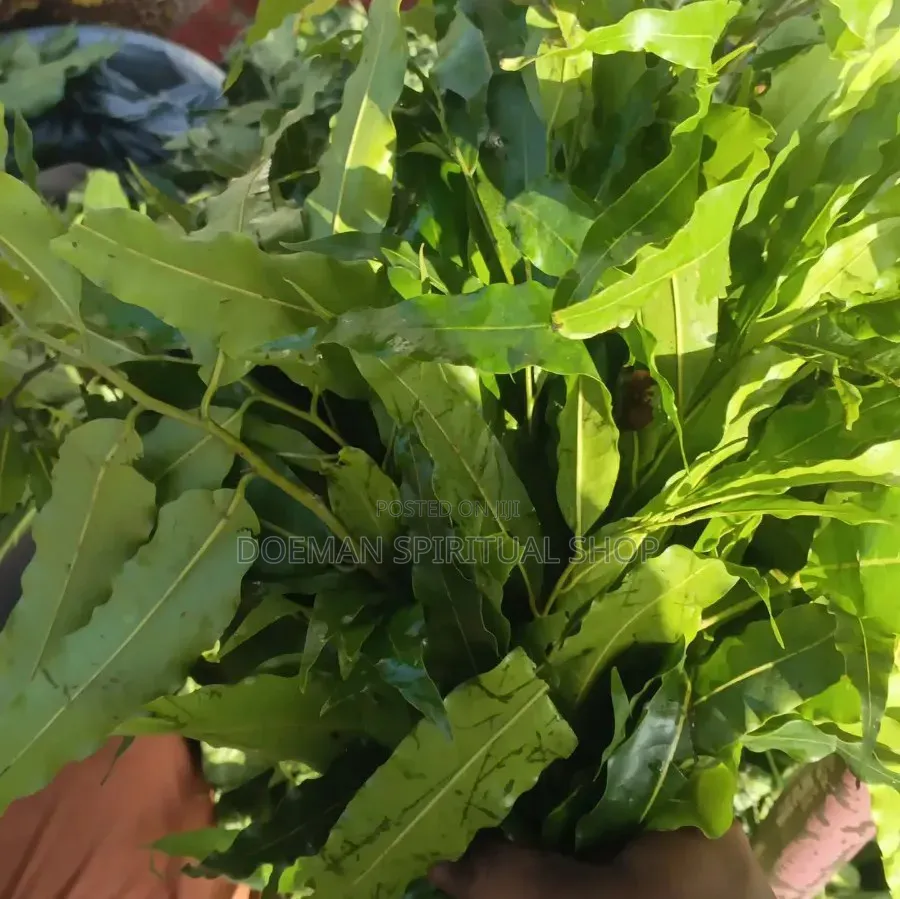 Sikadua/Leaves