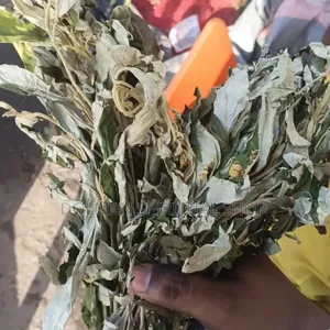 Anti Witchcraft Leave