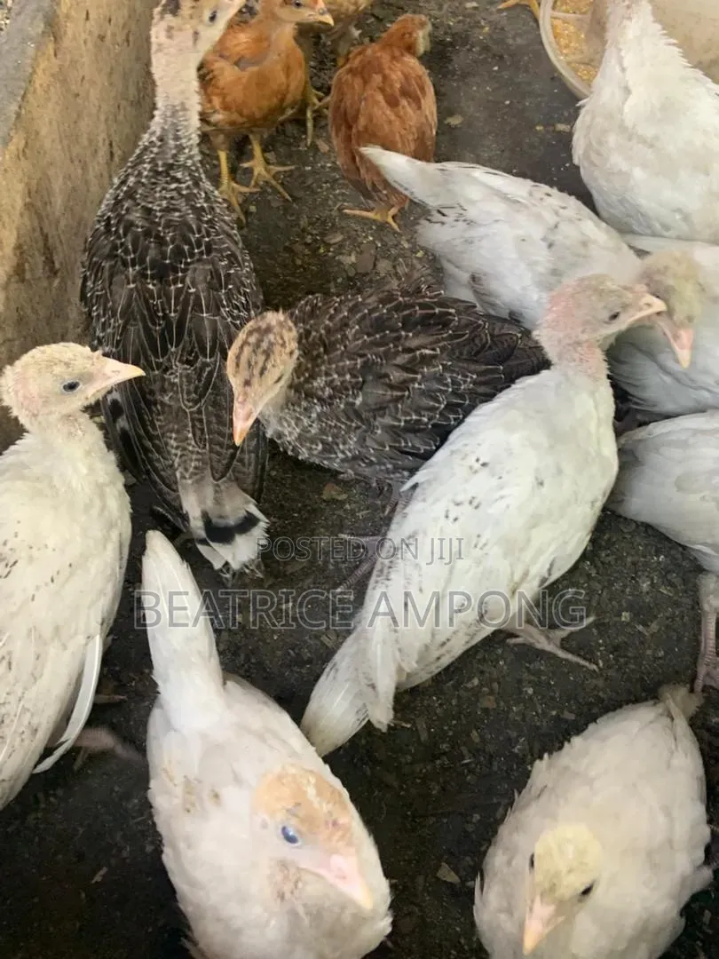 Fully Vaccinated Turkeys for Sale
