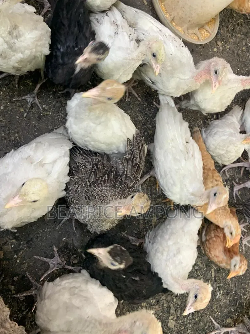 Fully Vaccinated Turkeys for Sale