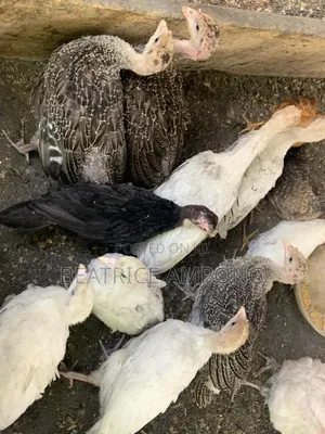 Fully Vaccinated Turkeys for Sale